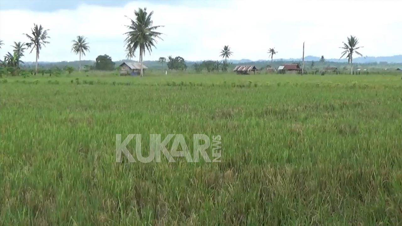 Disbun Kukar Akan Bangun 20 Embung dan 20 Jalan Usaha Tani