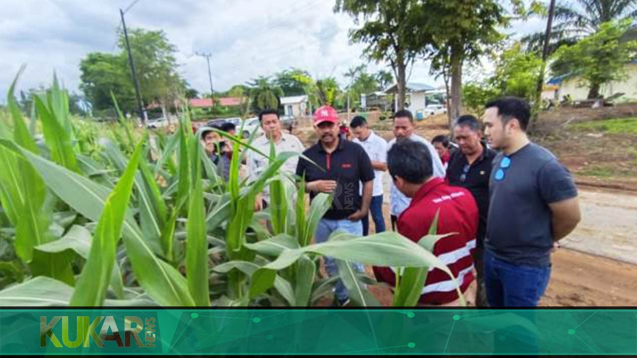 Edi Damansyah Lakukan Studi Aplikatif Mekanisasi Pengembangan Jagung Modern untuk Kukar 