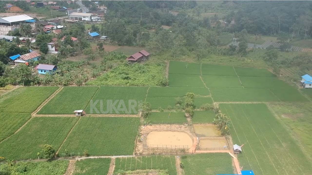 Pemkab Kukar Tetapkan Lima Kawasan Sebagai Komoditi Padi Sawah