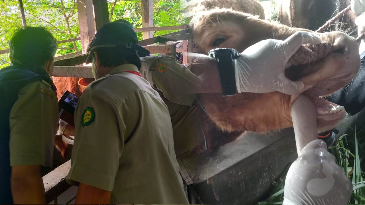 Cegah Wabah PMK, Distanak Kukar Tunda Rekomendasi Kedatangan Hewan Ternak Dari Jawa