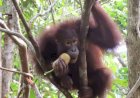 Pertamina Hulu Indonesia Dukung Konservasi Orang Utan di Kalimantan Demi Menjaga Ekosistem Hutan dan Keberlanjutan Energi