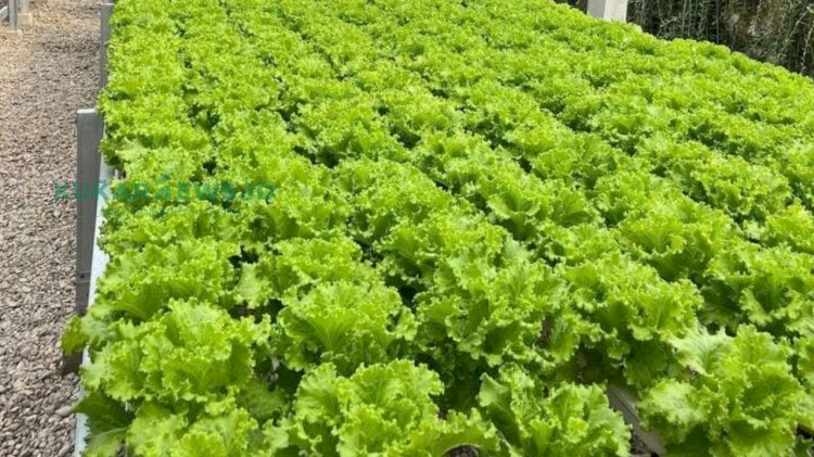 Dukung Penanganan Stunting, KWT Kukar Didorong Perkuat Pangan Rumah Tangga