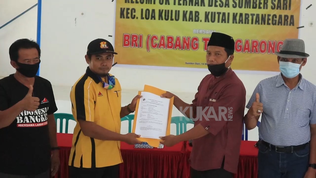 Pengembangan Peternakan Sapi Di Desa Sumber Sari